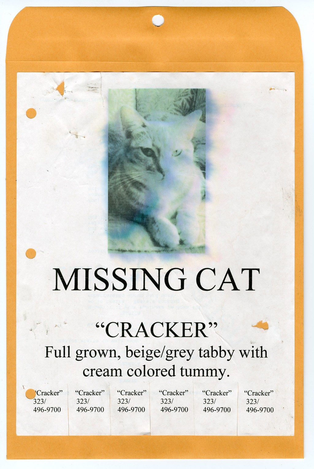Cracker Cat