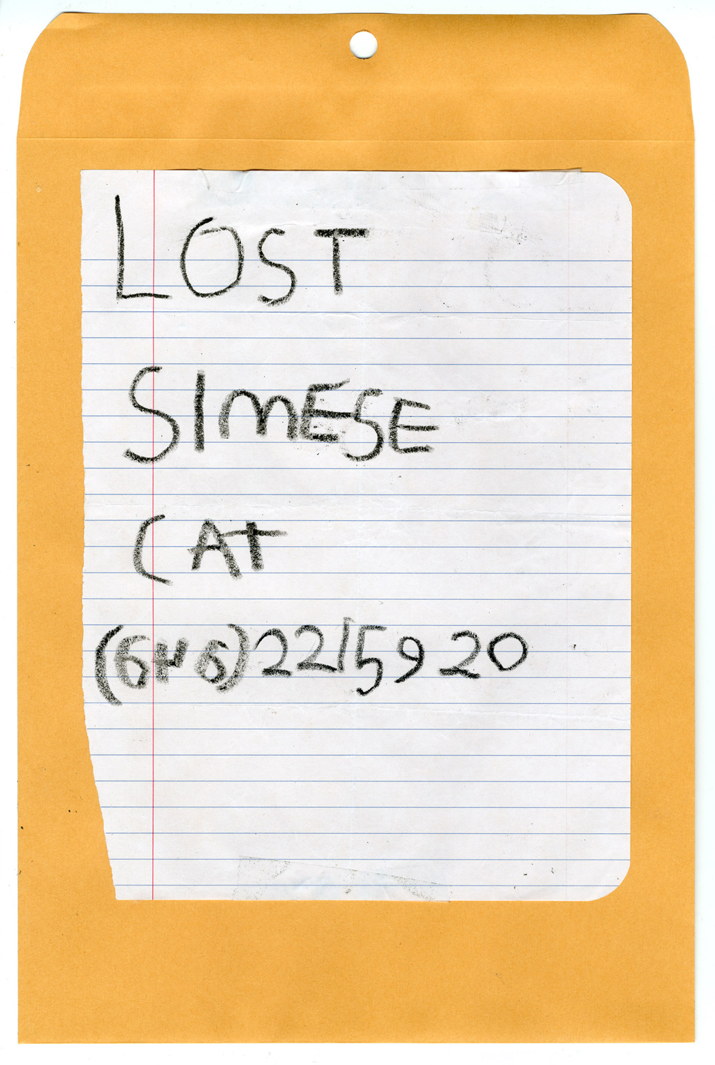 NYC Cat Lost in LA